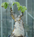 Cyphostemma uter var. macropus 5 Seeds