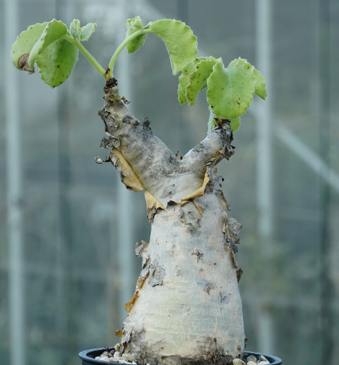 Cyphostemma uter var. macropus 5 Seeds