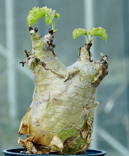 Cyphostemma uter var. macropus 5 Seeds