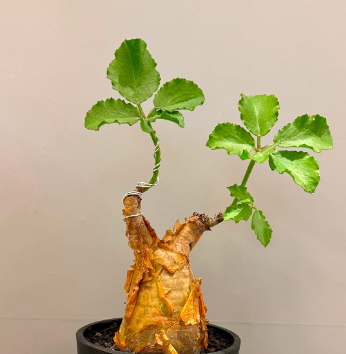 Cyphostemma uter var. macropus 5 Seeds