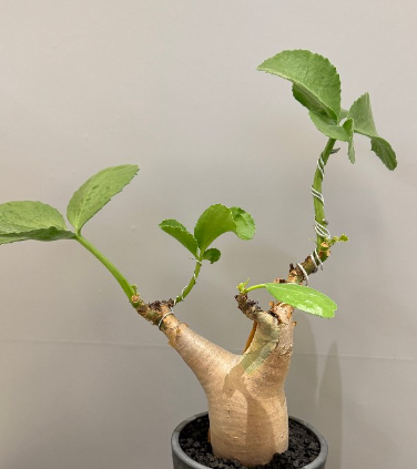 Cyphostemma uter var. macropus 5 Seeds