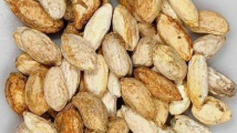 Cyphostemma Uter Angola 5 Seeds