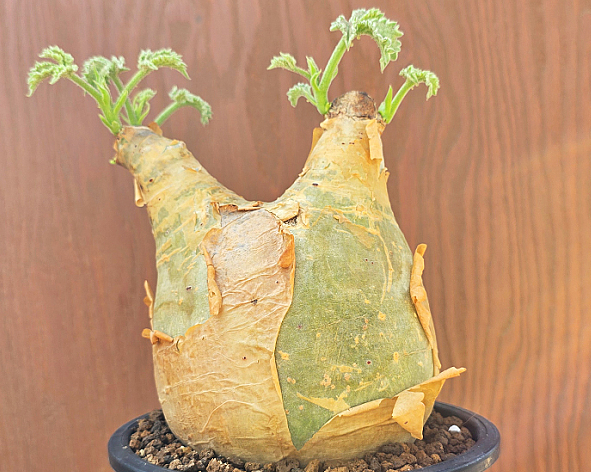 Cyphostemma Uter Angola 5 Seeds