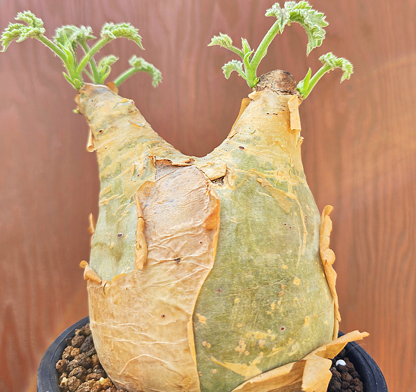 Cyphostemma Uter Angola 5 Seeds