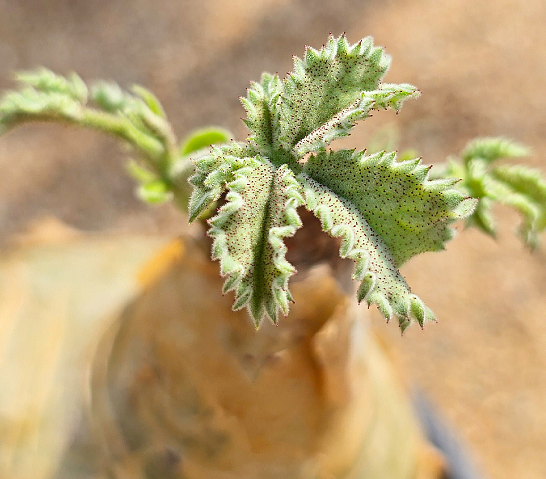 Cyphostemma Uter Angola 5 Seeds