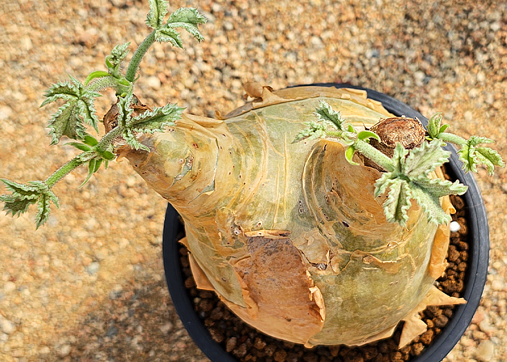 Cyphostemma Uter Angola 5 Seeds