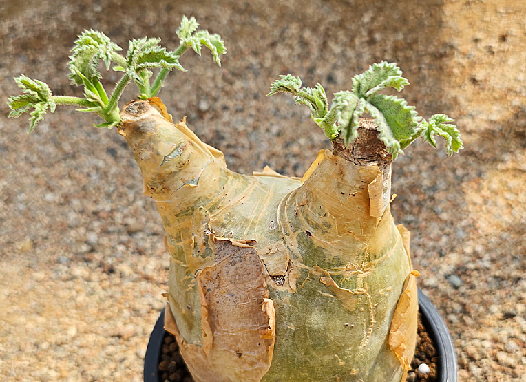Cyphostemma Uter Angola 5 Seeds