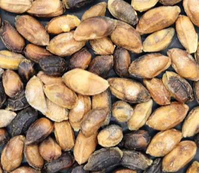 Cyphostemma Juttae 5 Seeds