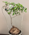 Cyphostemma elephantopus 5 Seeds