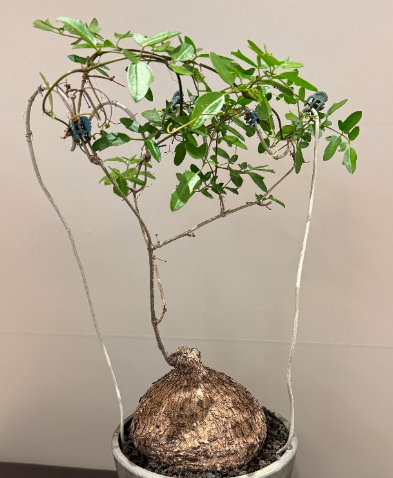 Cyphostemma elephantopus 5 Seeds