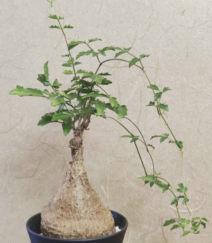 Cyphostemma elephantopus 5 Seeds