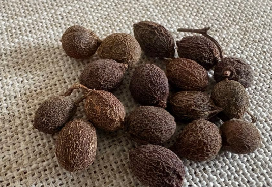 Cyphostemma elephantopus 5 Seeds