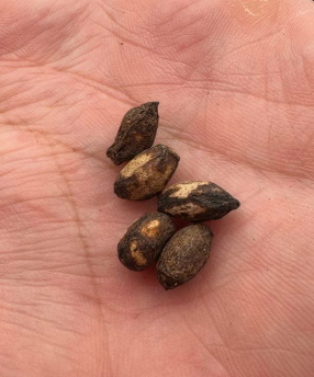 Cyphostemma Pachypus 5 Seeds