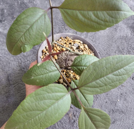 Cyphostemma Pachypus 5 Seeds
