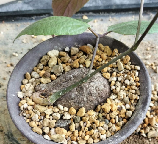 Cyphostemma Pachypus 5 Seeds