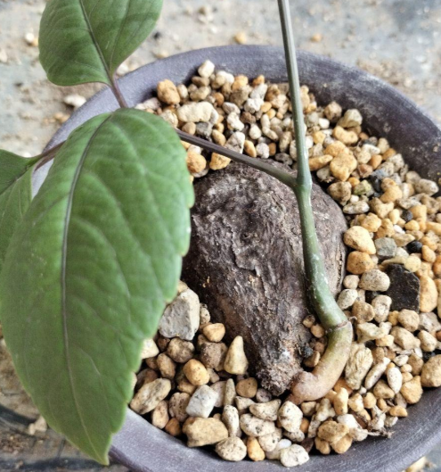 Cyphostemma Pachypus 5 Seeds