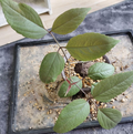Cyphostemma Pachypus 5 Seeds