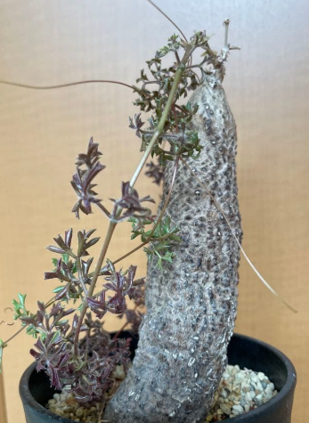 Cyphostemma montagnacii 5 Seeds