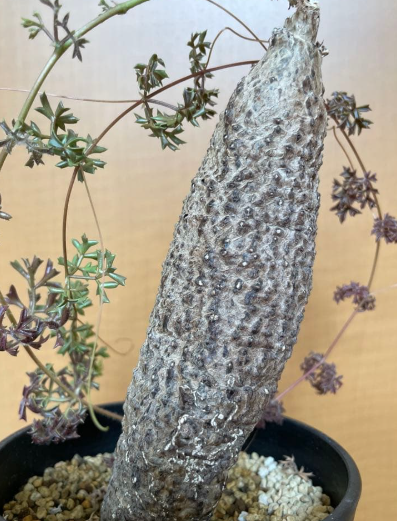 Cyphostemma montagnacii 5 Seeds
