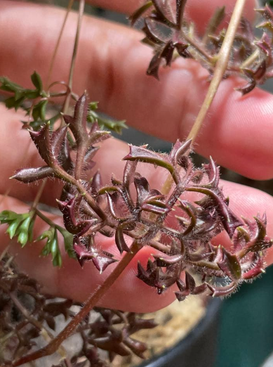 Cyphostemma montagnacii 5 Seeds
