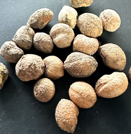 Cyphostemma montagnacii 5 Seeds