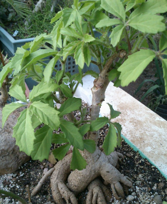Cyphostemma woodii 5 Seeds