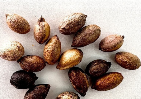 Cyphostemma woodii 5 Seeds