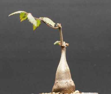Cyphostemma laza 5 Seeds