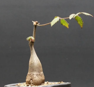 Cyphostemma laza 5 Seeds
