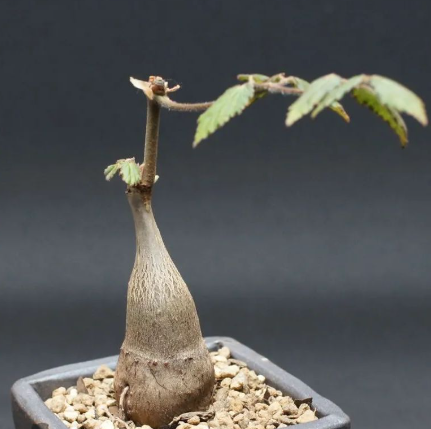 Cyphostemma laza 5 Seeds