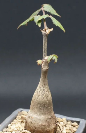 Cyphostemma laza 5 Seeds