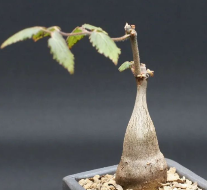 Cyphostemma laza 5 Seeds