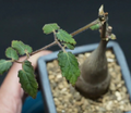 Cyphostemma laza 5 Seeds