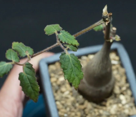 Cyphostemma laza 5 Seeds