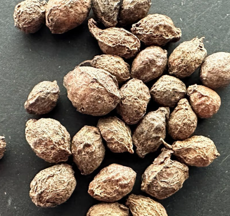 Cyphostemma sp. 'Ngare Mara' 5 Seeds