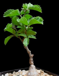 Cyphostemma sp. 'Ngare Mara' 5 Seeds