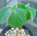 Cyphostemma cirrhosum 5 Seeds