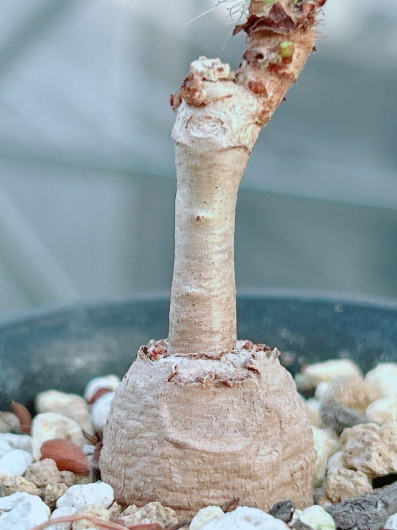 Cyphostemma cirrhosum 5 Seeds