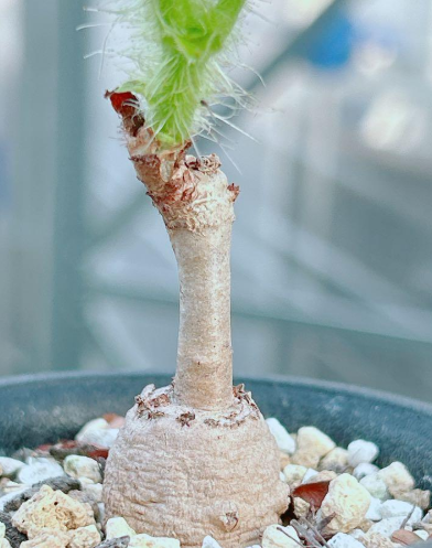 Cyphostemma cirrhosum 5 Seeds