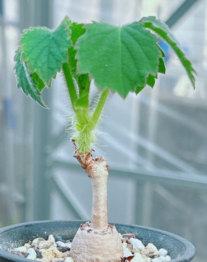 Cyphostemma cirrhosum 5 Seeds