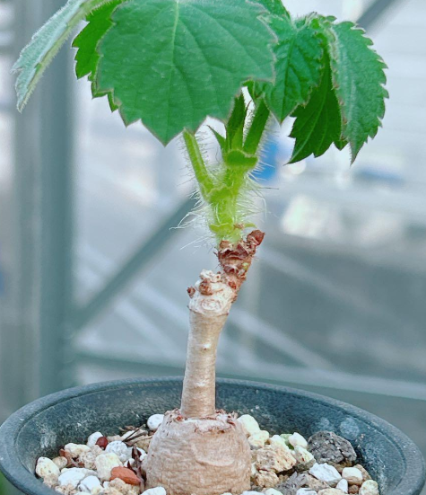 Cyphostemma cirrhosum 5 Seeds