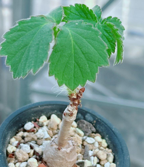 Cyphostemma cirrhosum 5 Seeds