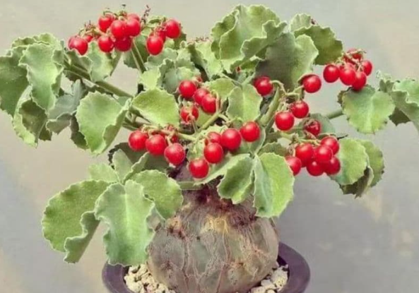 Cyphostemma mix 12 Seeds