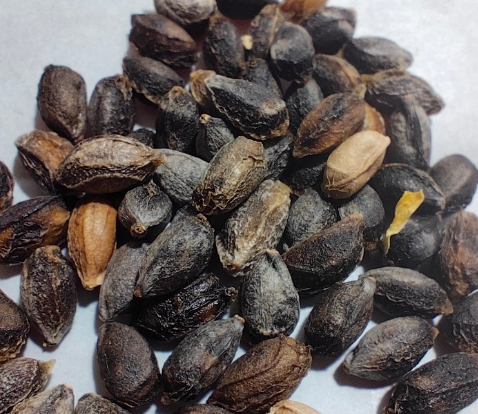 Cyphostemma aff. betiforme Somalia 5 Seeds