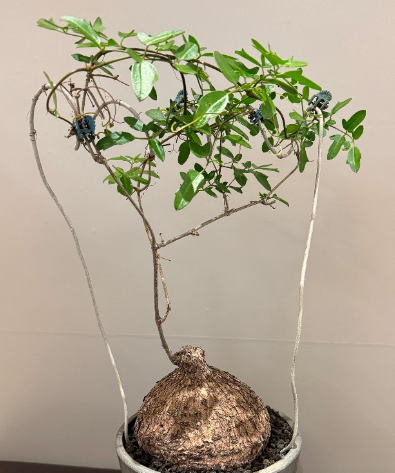 Cyphostemma mix 12 Seeds