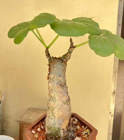 Cyphostemma mix 12 Seeds