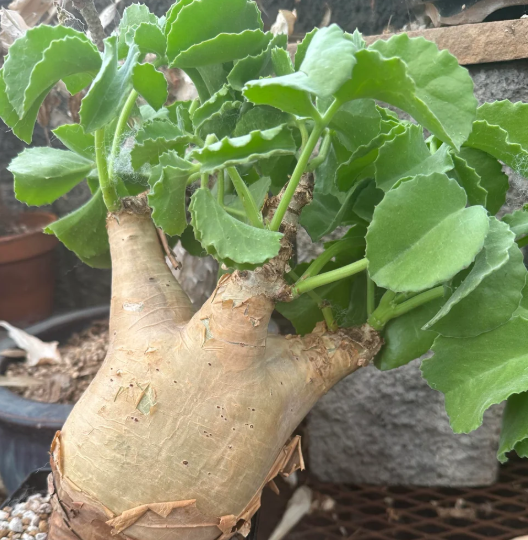 Cyphostemma mix 12 Seeds