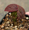 Cyphostemma calcarium 5 Seeds