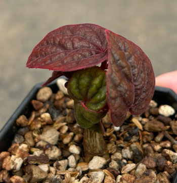 Cyphostemma calcarium 5 Seeds