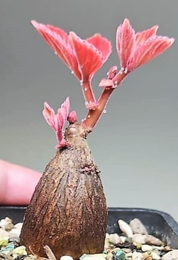 Cyphostemma calcarium 5 Seeds